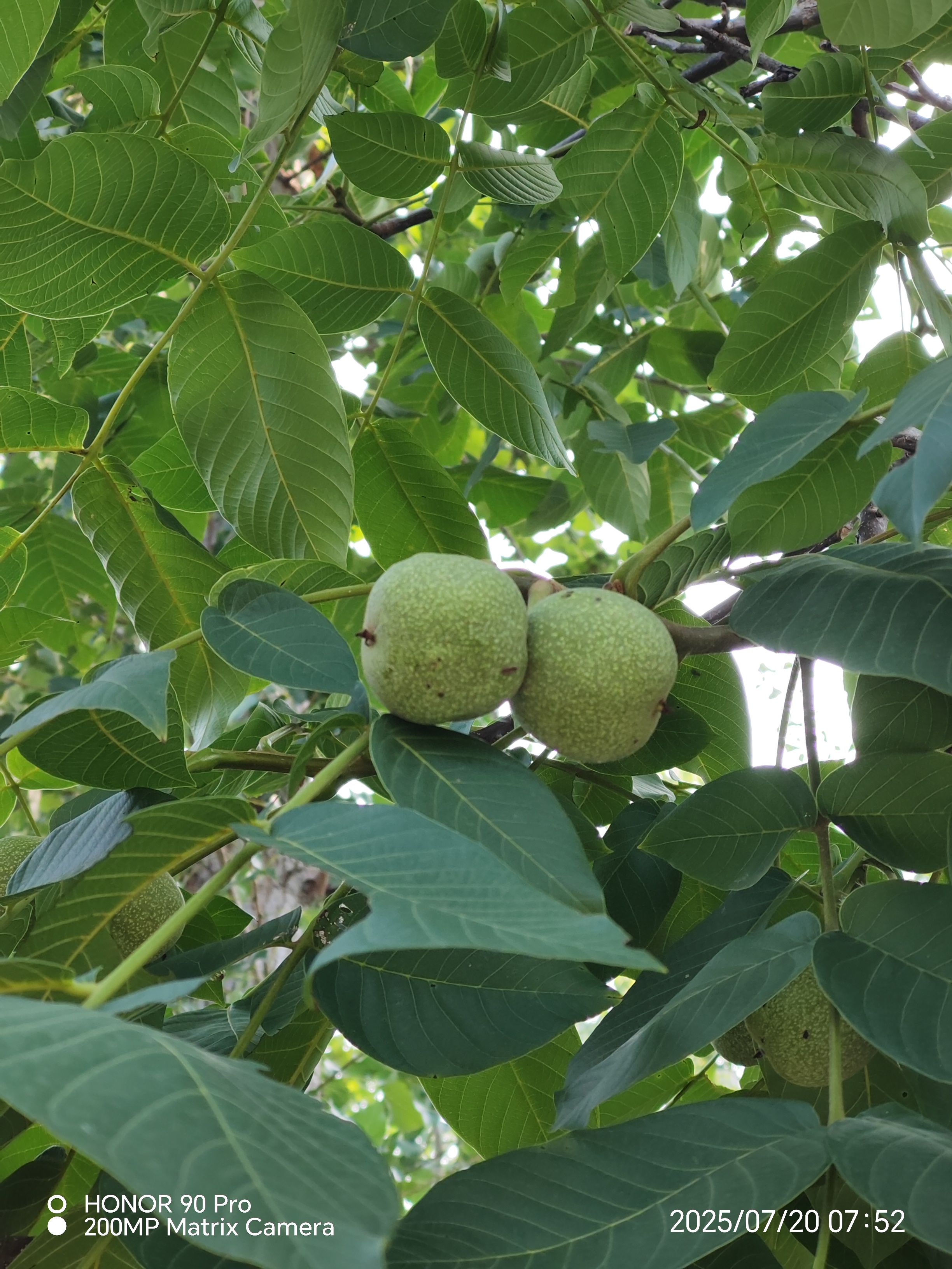 核桃即将成熟了